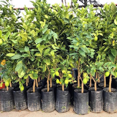 Pianta Di Limone Citrus Limon - Età 1/2 Anni, Altezza 130/150 Cm, In Fitocella