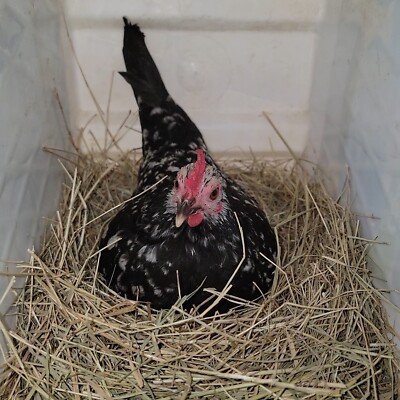5+1 Serama Bantam Hatching Eggs 4-H Kikiriki Teacup Chicken
