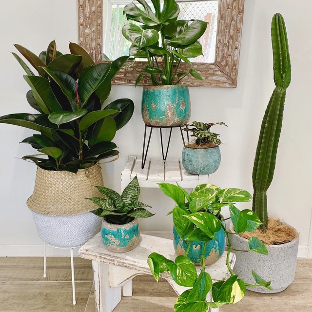 🌿Indoor plants including pots, baskets/stands prices start at 25