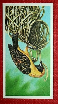 WEAVER BIRD  Nest Building  Illustrated Card   CD17M