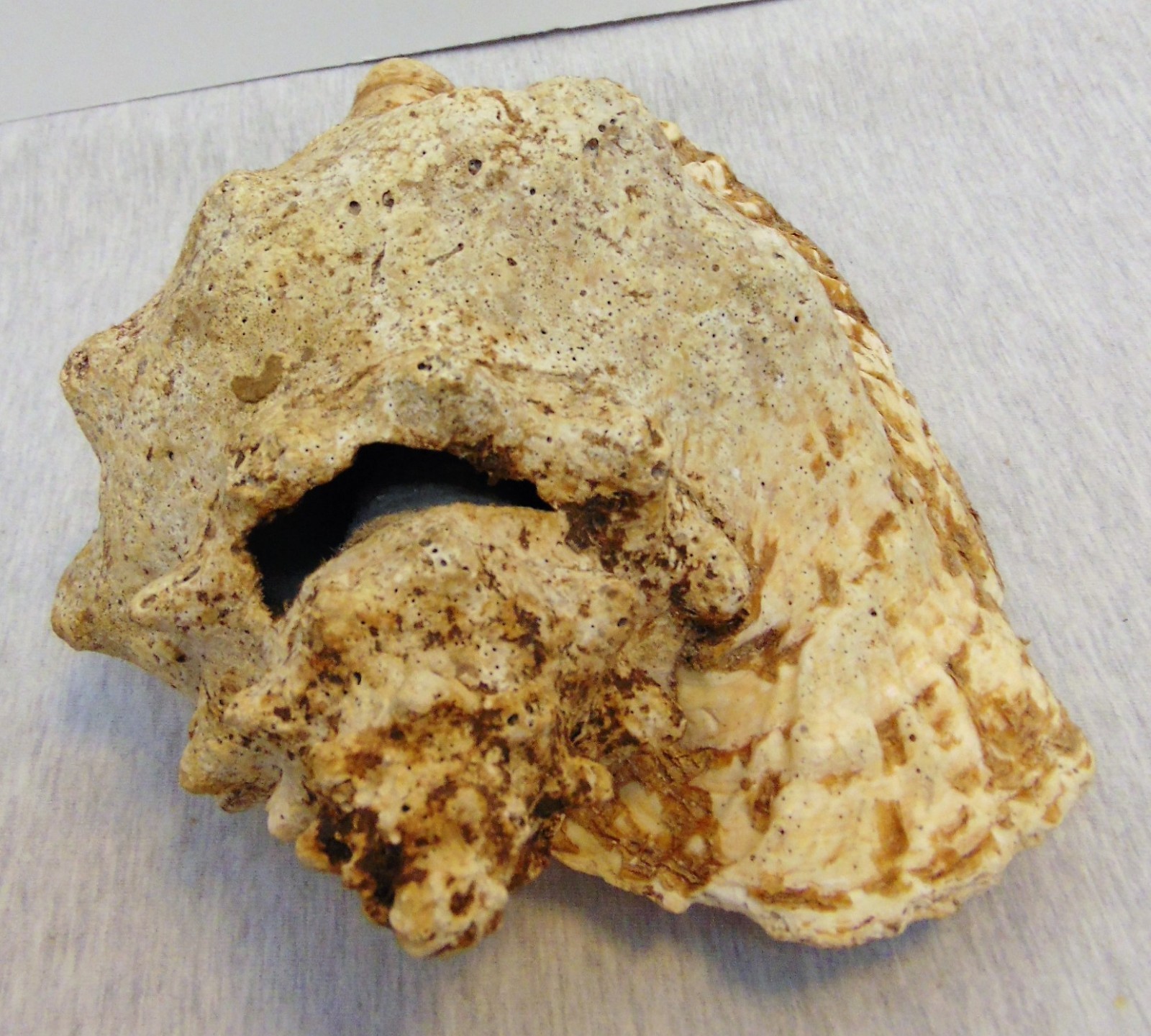 Real Natural Sea Ocean Shell Large Conch Horn Seashell Yard Pond Aquarium Decor