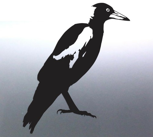 native Magpie Vinyl cut decal Sticker Australian made real photo