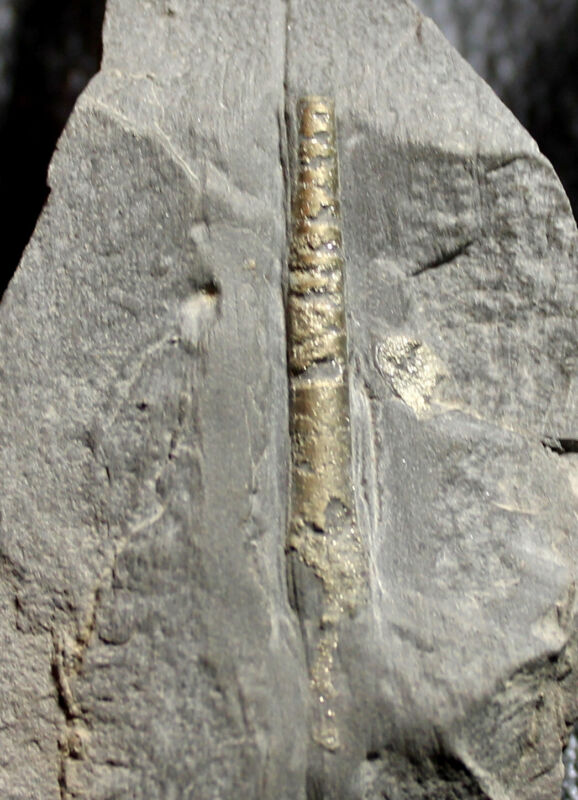 Rare Devonian pyritized fossil nautilus, Cephalopod