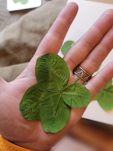 4 four leaf clovers + One 5 Leaf | eBay