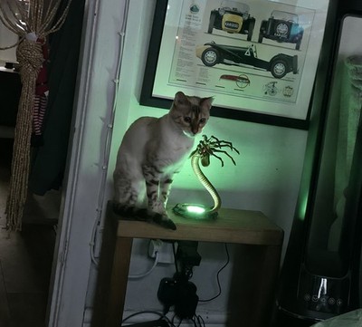 Fotos del artículo de un comprador verificado