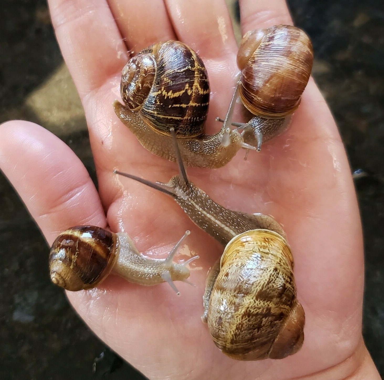 LIVE LAND OR GARDEN SNAILS - Medium, ...