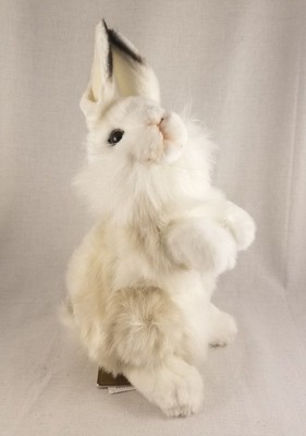hansa rabbit