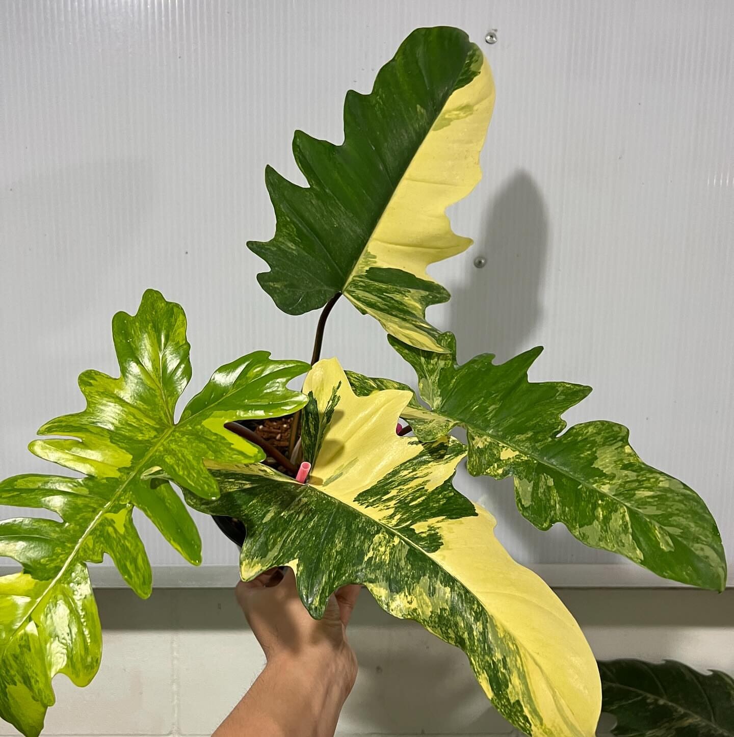 Philodendron Florida Beauty X mayoi - 1leaf - variegated