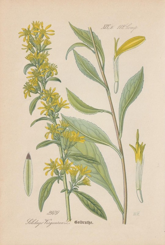 Solidage, (Solidago Virgaurea) Chromolithographie De 1887 Botanique Antique
