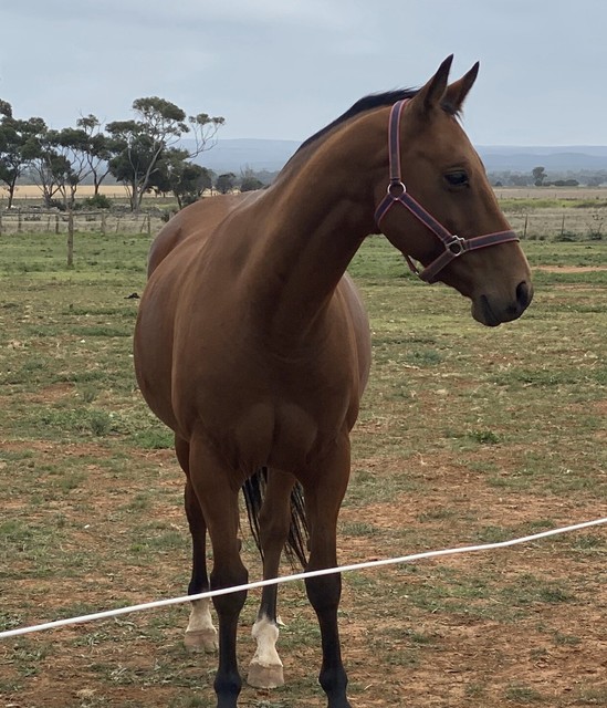 Quarter Horse Horses & Ponies Gumtree Australia Melton Area