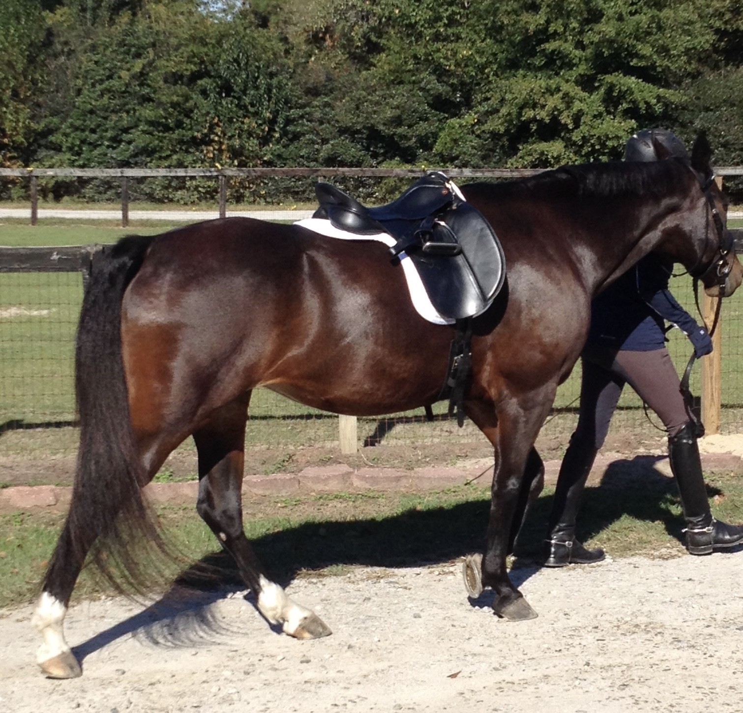 Albion SL Dressage Saddle 17.5   (Free Shipping)