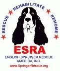 English Springer Rescue America, Inc.