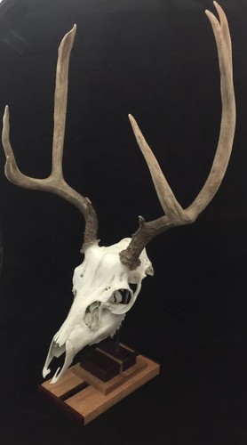 Mule Deer Buck European Skull Style Mount 4x4 Atypical Rack Antler Taxidermy