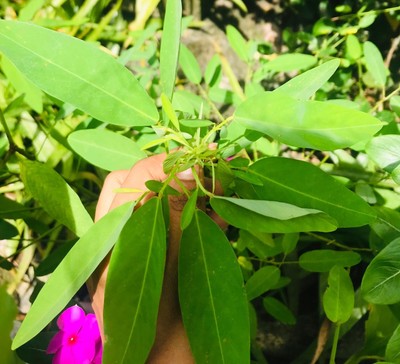 100% Natural Herbal Pranajeewa 25+ Seeds Miracle Medicine For Healthy Garden