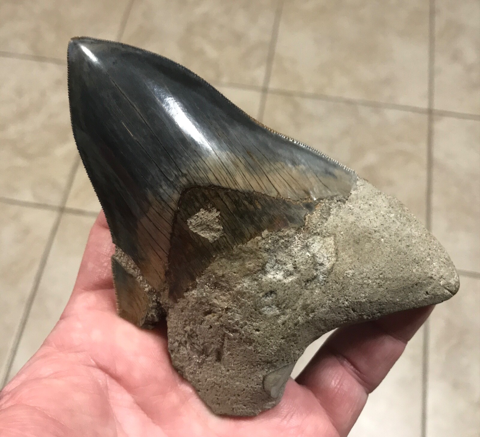 商品の通販 かわいい5 2 3 59 インドネシア語megalodonサメ歯フォッシル すべてのpicsを見てください あす楽 交換無料 Octanedc Com