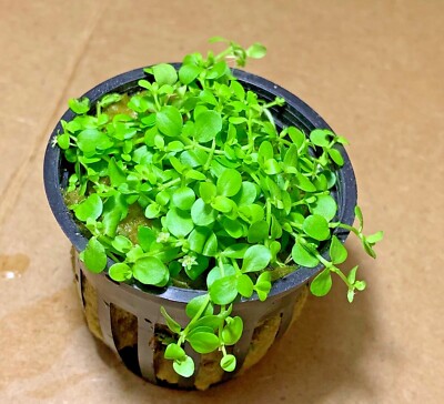 *BUY 2 GET 1 FREE* Micranthemum Monte Carlo Easy Carpet Live Aquarium Plant  