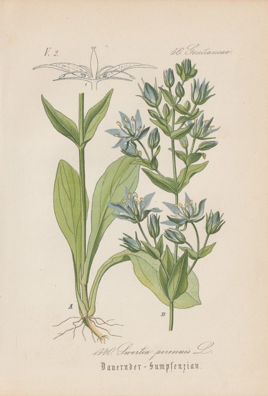 Sumpfenzian (Swertia Perennis) Chromo-Lithographie Von 1884 Antik Art Vintage