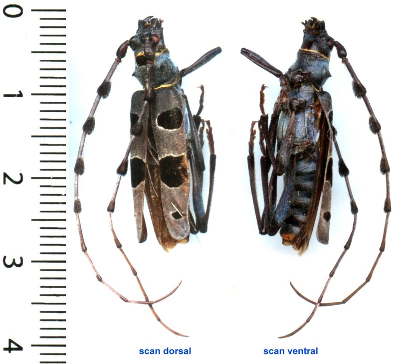 Cerambycidae - Rosalia Alpina Bon/Good A2 - Entomologie . Insecte 1643p