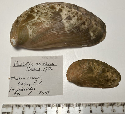 Haliotis asinina. Philippines. Great shape. Big one 100 mm