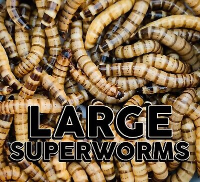 Live SUPERWORMS   50 - 500 ct.   Large 1.5''-2''   FREE Shipping   REPTILE FOOD