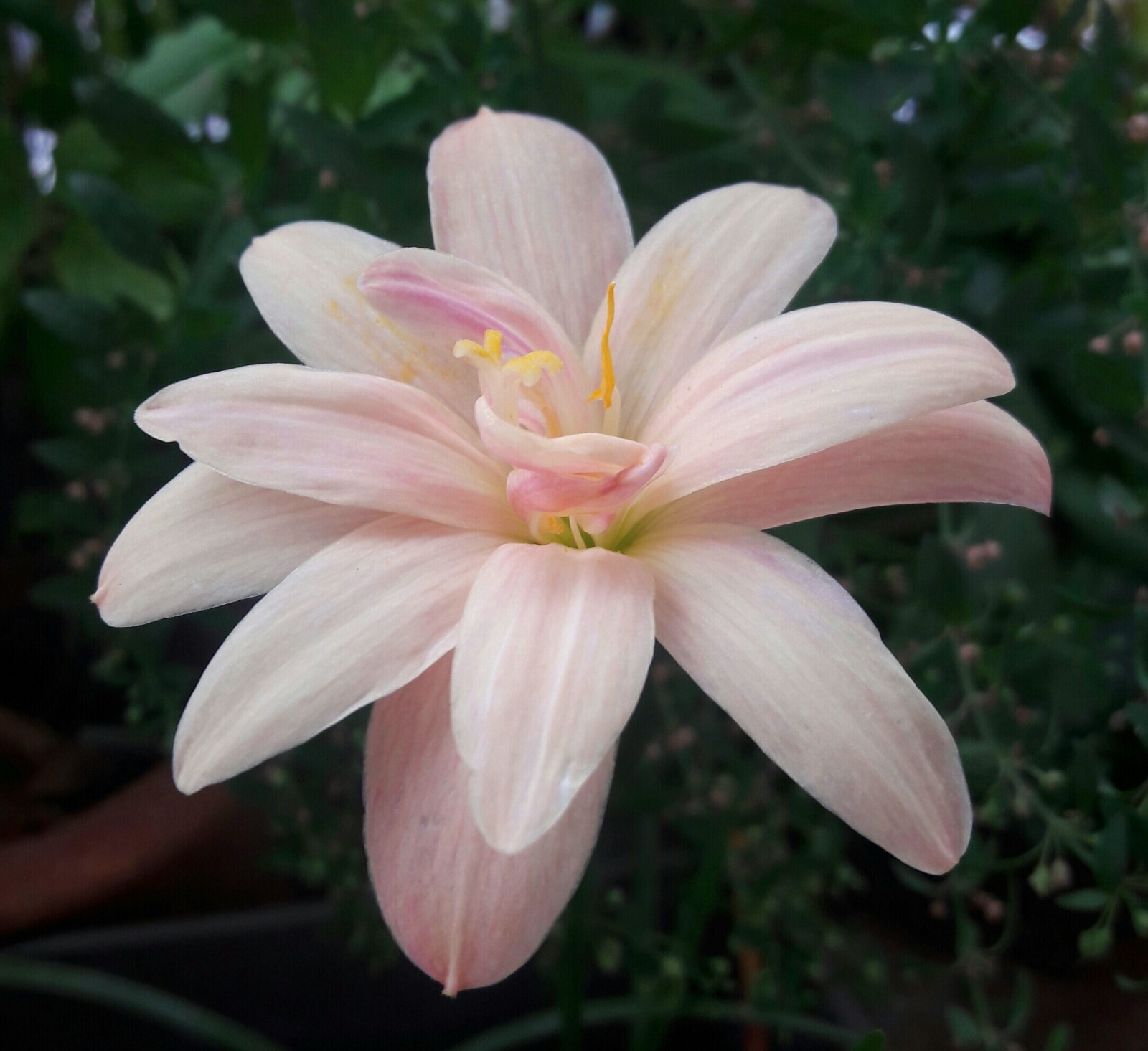 lilly❤︎ 1 Bulb Double-Flowered Rain Lily🍑Zephyranthes Apricot King