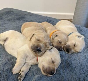 Golden Retriever Puppies Dogs Puppies Gumtree Australia Gawler Area Kapunda 1262517357