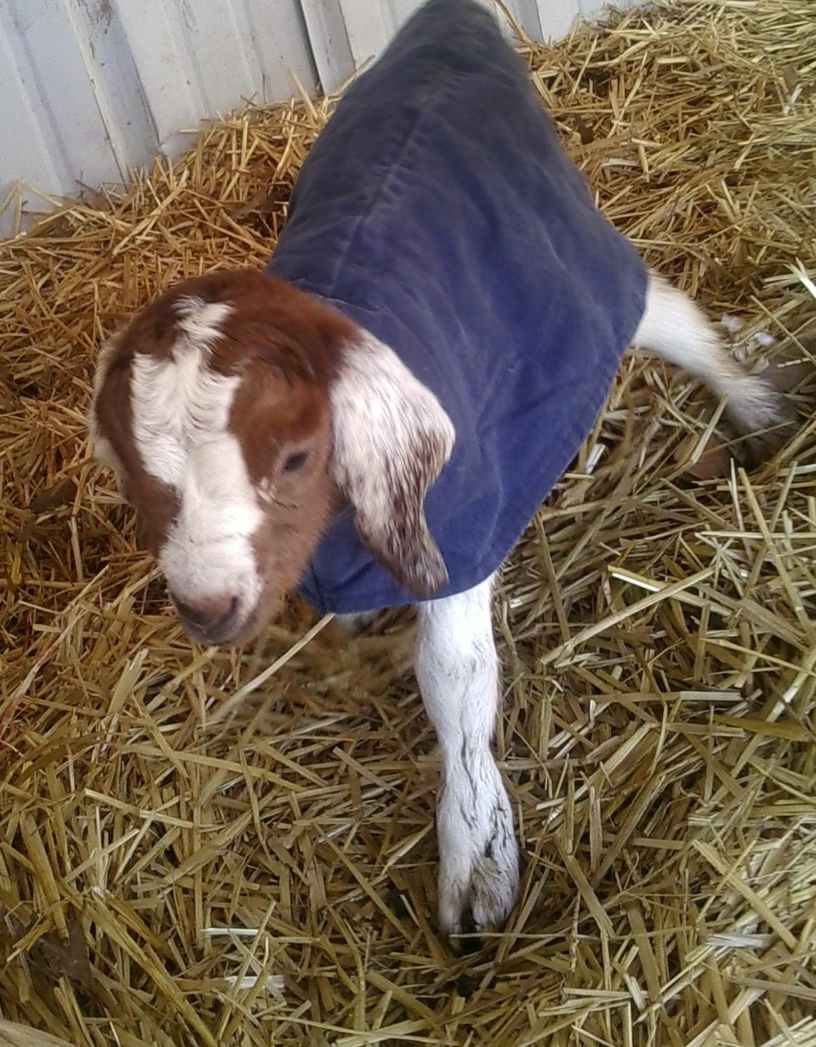 *KID COAT* Goat Sheep dog weak lamb