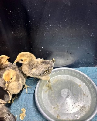 Objectfoto('s) van geverifieerde koper