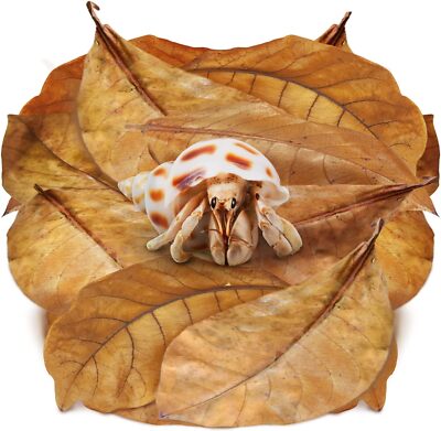 Sungrow 10 Pack Large Hermit Crab Catappa Indian Almond Leaves, 7-9 Inches Long,