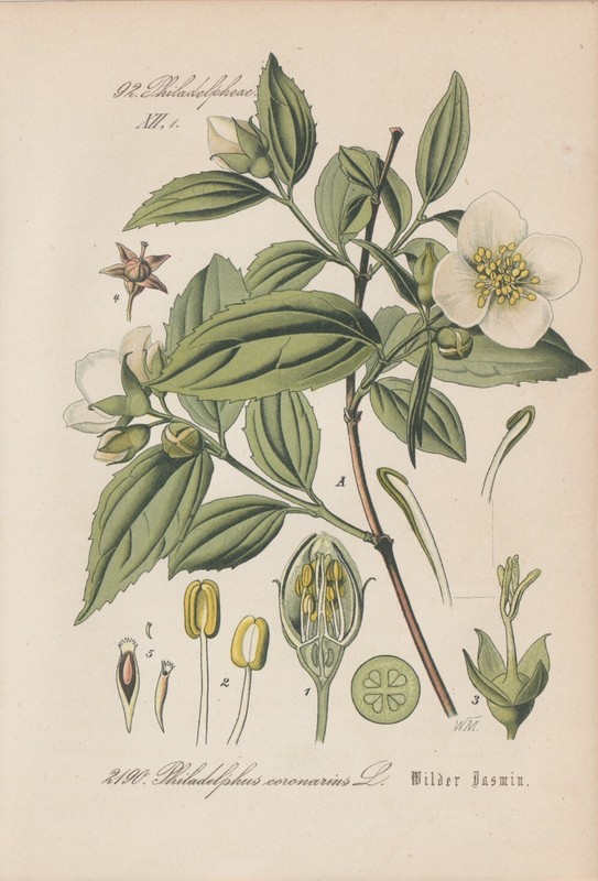 Pfeifenstrauch Philadelphus Coronarius Falscher Jasmin Chromo-Lithographie 1885
