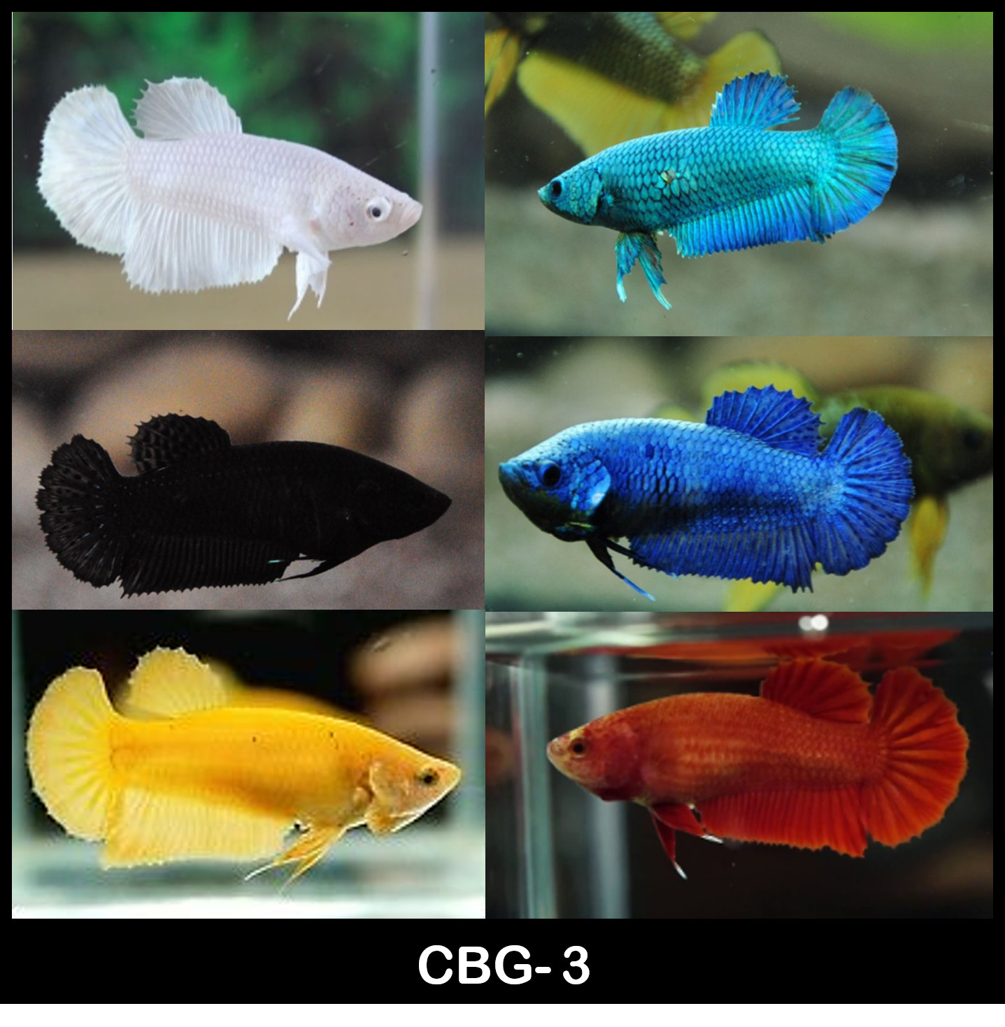 Live Betta Fish Female Sorority Mix Solid Color Plakat