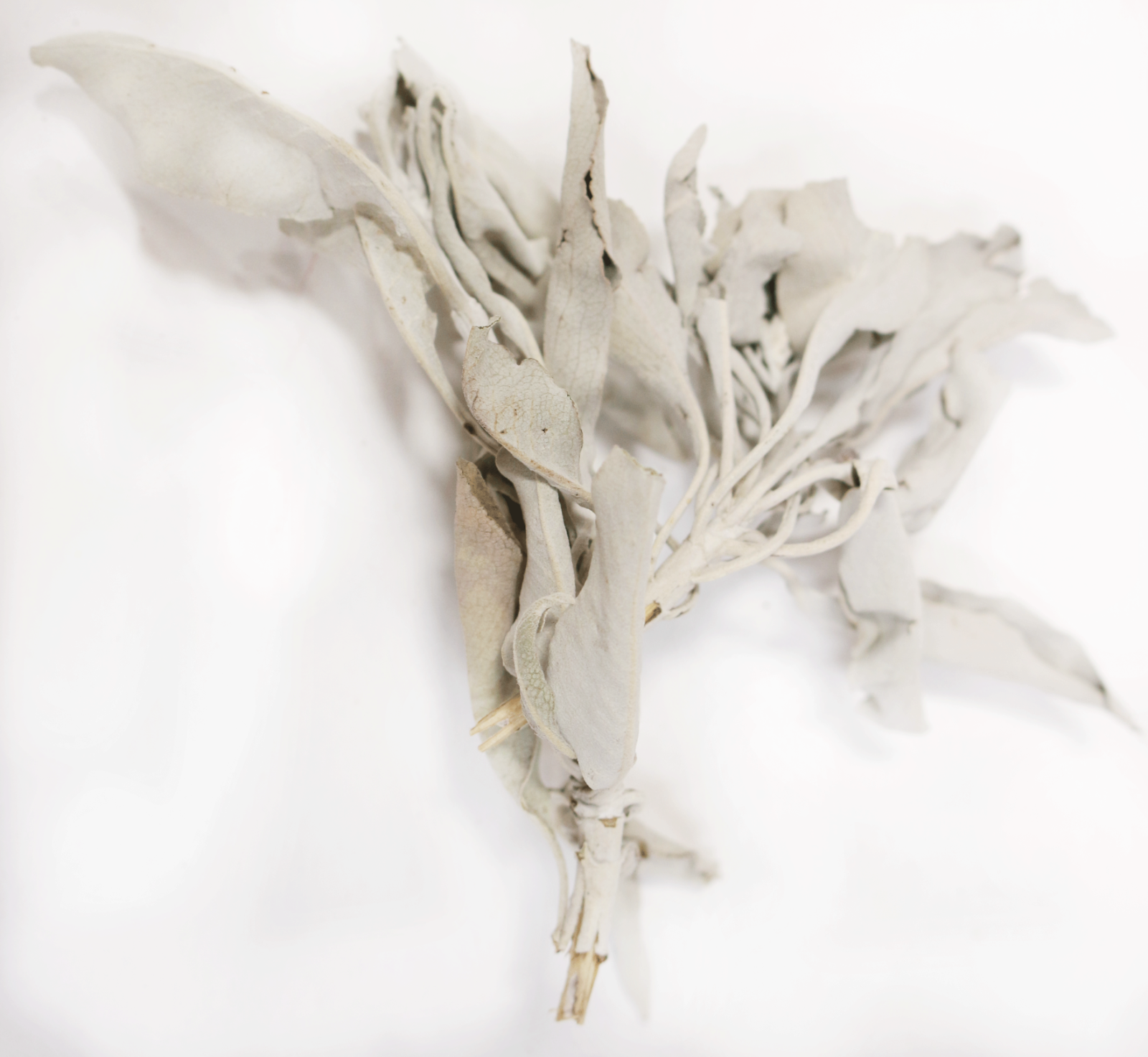 White Sage Clusters Bulk Loose Leaf White Sage for Cleansing & Smudging