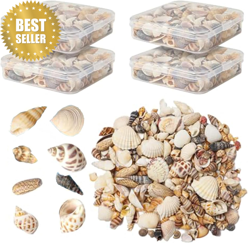 Seashells for Crafts Natural Mixed Seashells, 4 Pack Box,Small Shells for Crafts