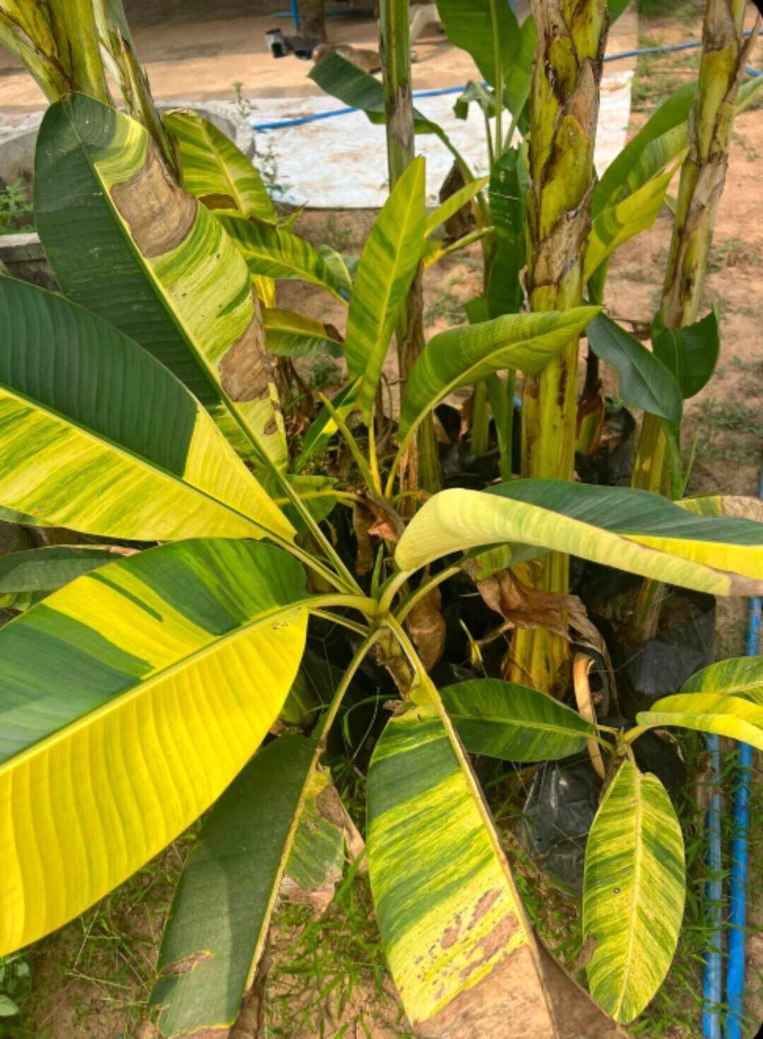 Musa acuminata 'papua' yellow variegata * rare * variegated Musa acuminata 'papua' yellow variegata * rare * variegated