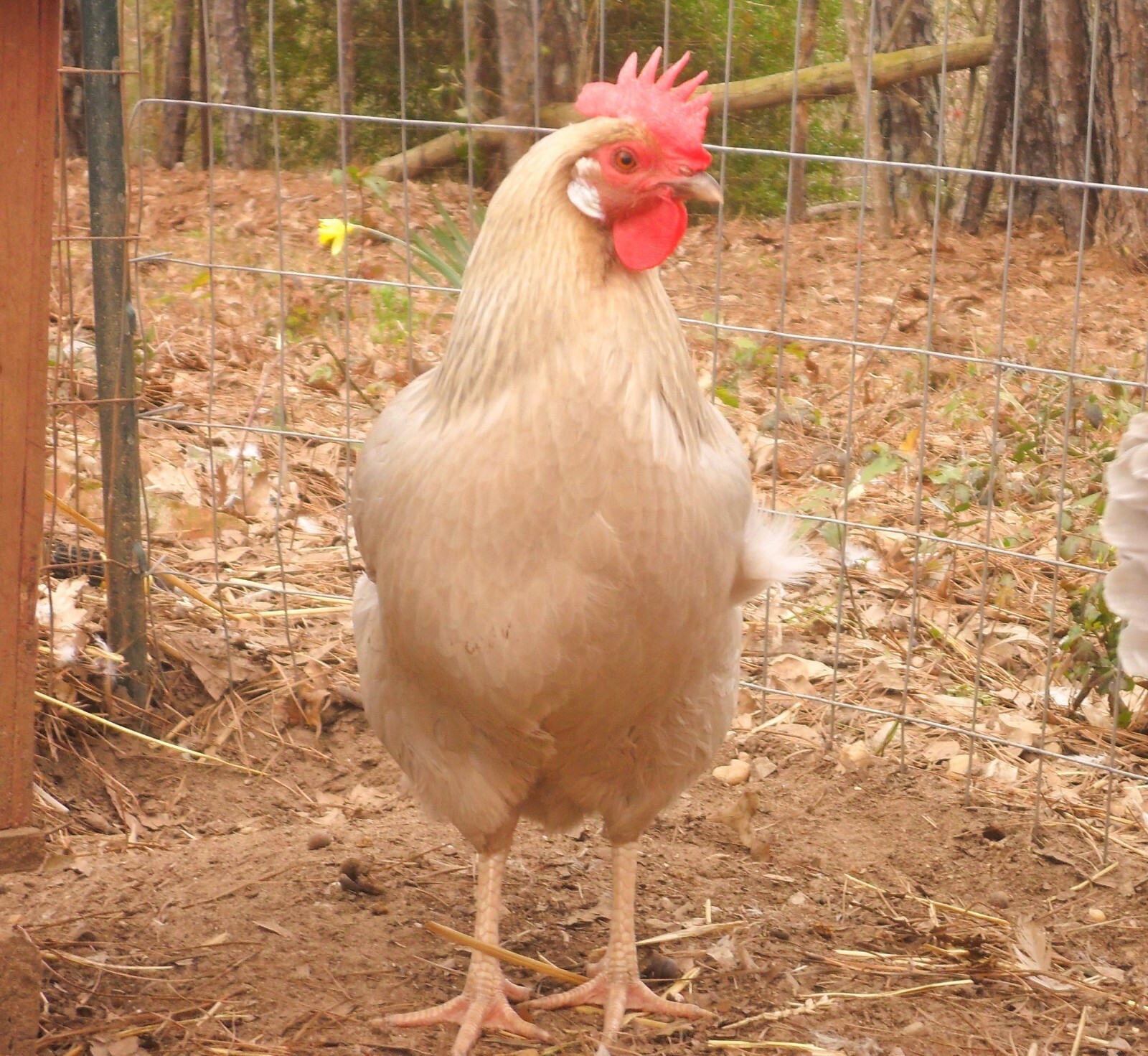 Isabella Leghorn Hatching Eggs  6++