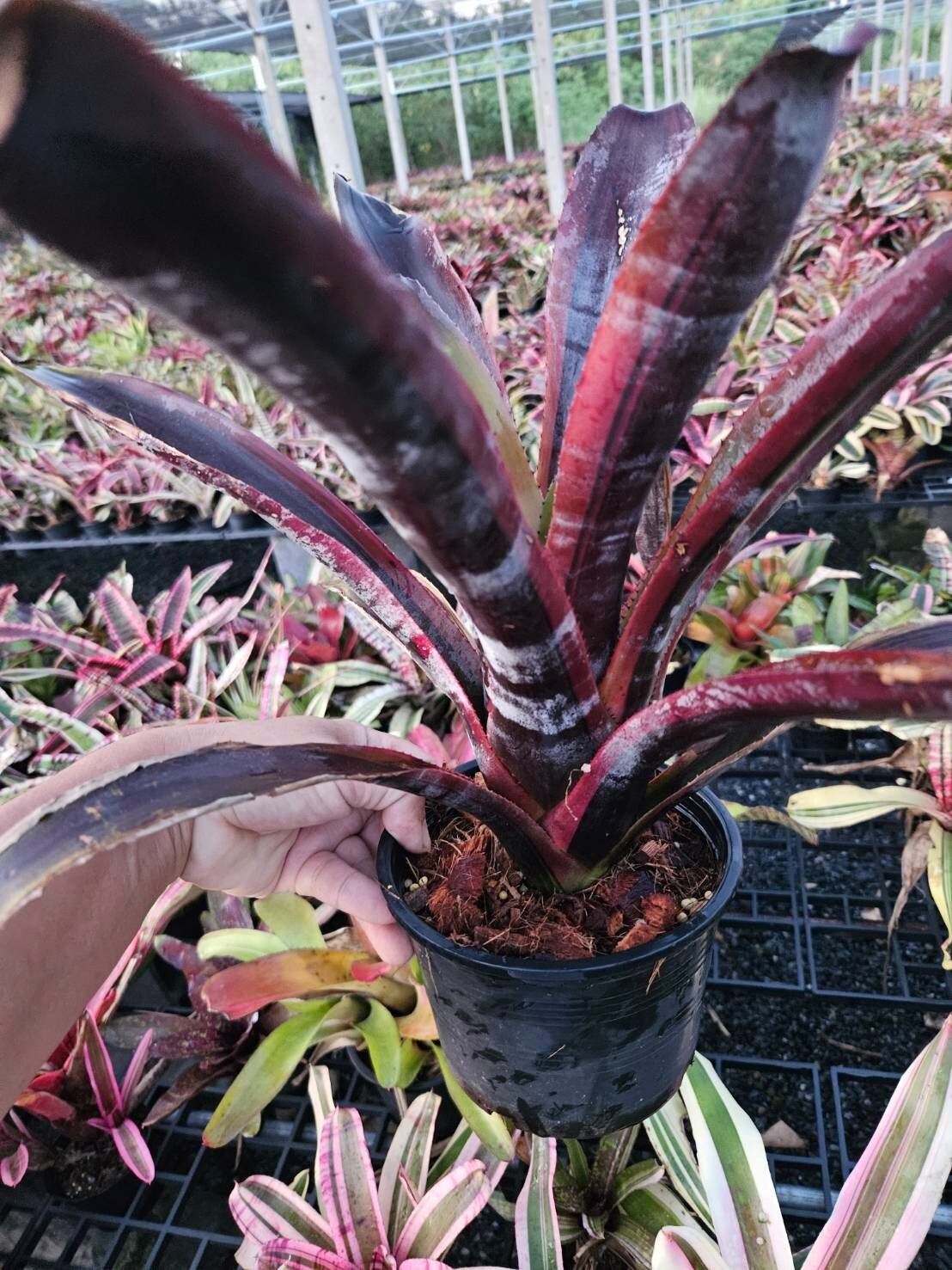 Bromeliad Aechmea Otto | eBay