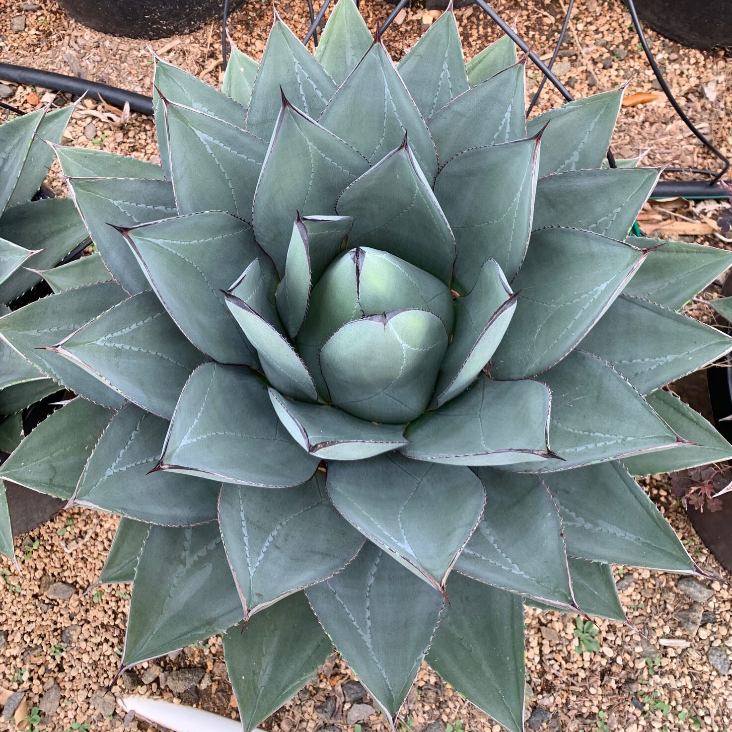 Agave ovatifolia 'Moby' TC株 H*o様 Agave ovatifolia 'Moby' TC