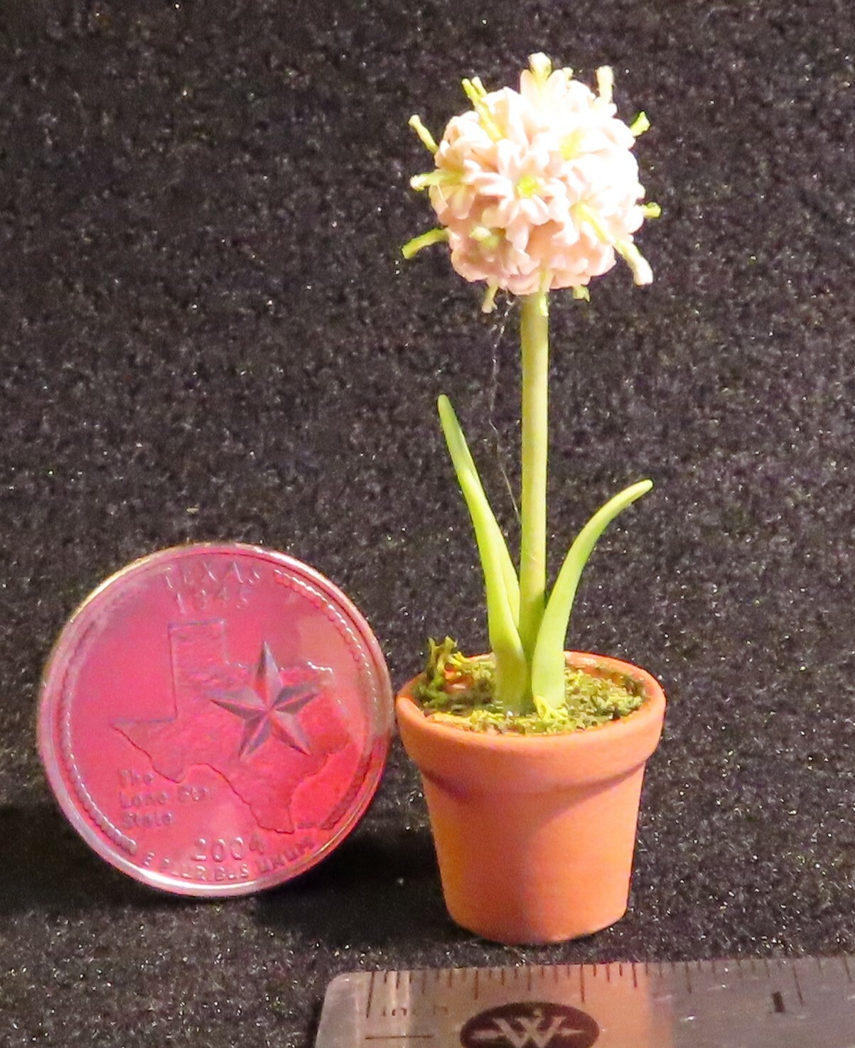 Potted White Allium Flower Greenhouse Conservatory Plant 1