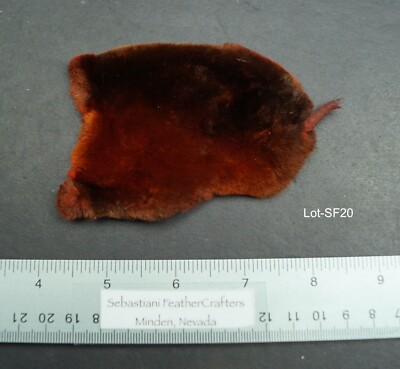 Fiery Brown Dyed Mole Skin-Imported Lot-SF 20