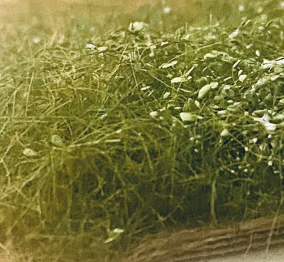 Photos de l'objet d'un acheteur vérifié