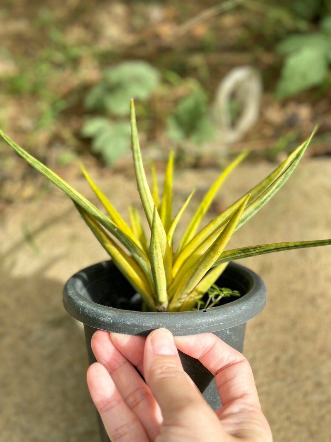 サンスベリア Sansevieria Bonny variegated Sansevieria Bonny (PH9) | Rare Imported House Plants - Etsy
