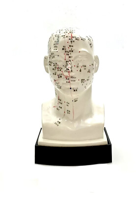 Model Human Head Educational Acupuncture Sculpture Medical Teaching Decor
