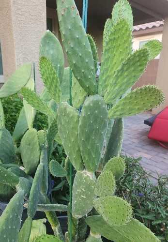 Nala ナラ　Cactus all in one $_12.JPG?set_id=880000500F