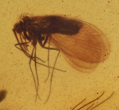 Rare Sisyridae (Spongefly), Fossil Insect Inclusion in Burmese Amber