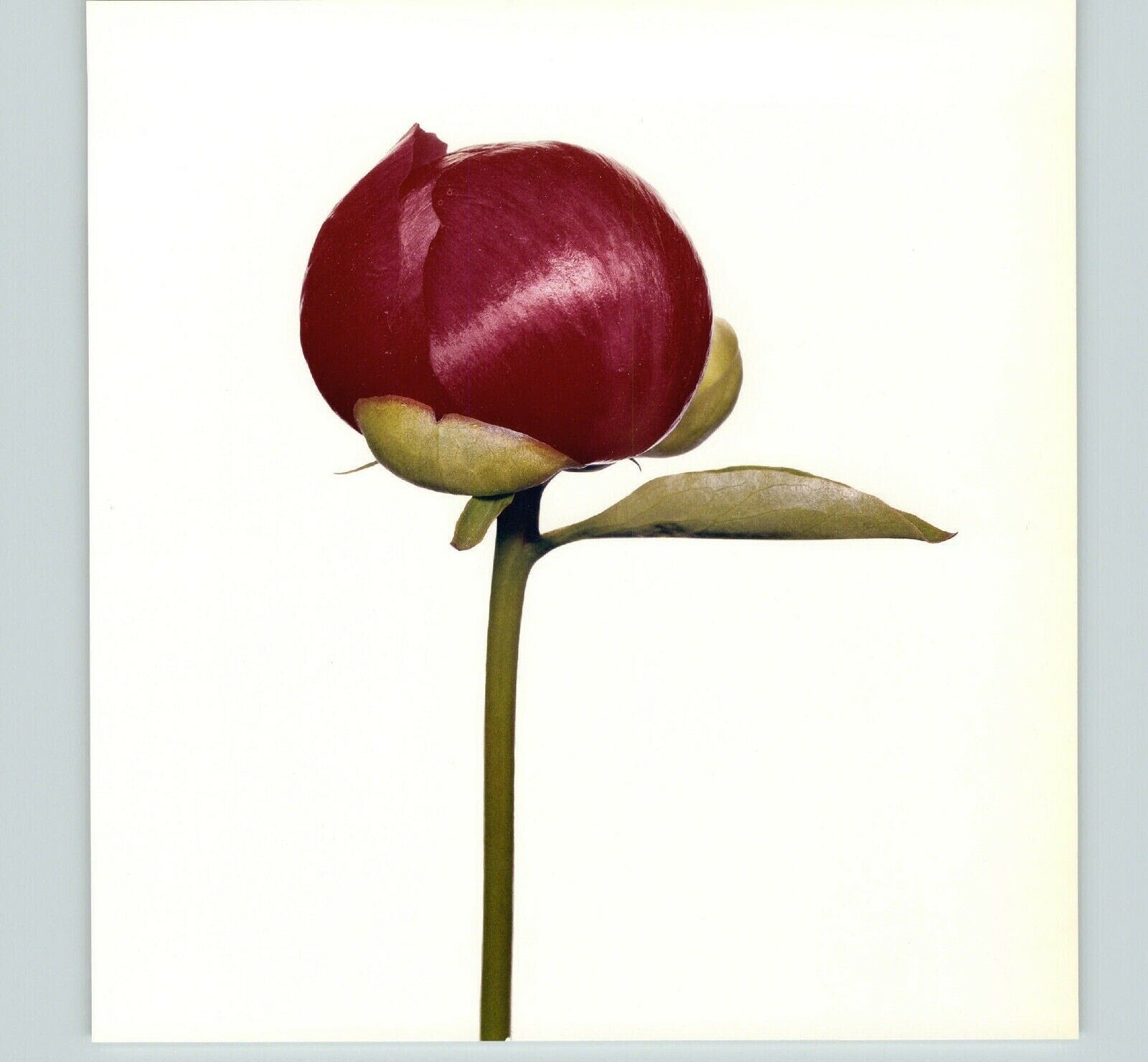 1980 Irving Penn ORIGINAL Hari-Ai-Nin Peony Bud Flower Art 1980 Irving Penn ORIGINAL Hari-Ai-Nin Peony Bud Flower Art
