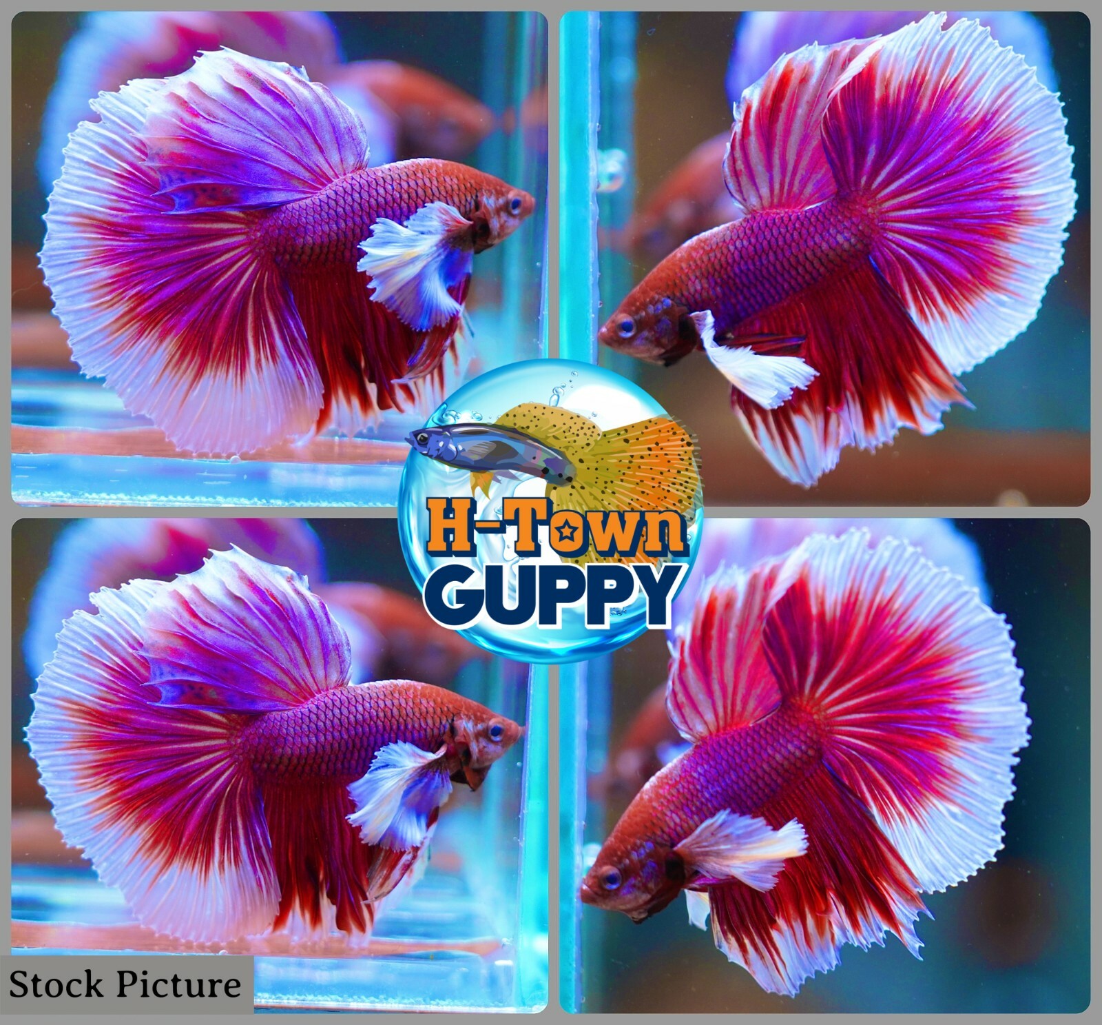 LAVENDER BIG DUMBO EARS HALFMOON Live Male Betta Fish High Quality