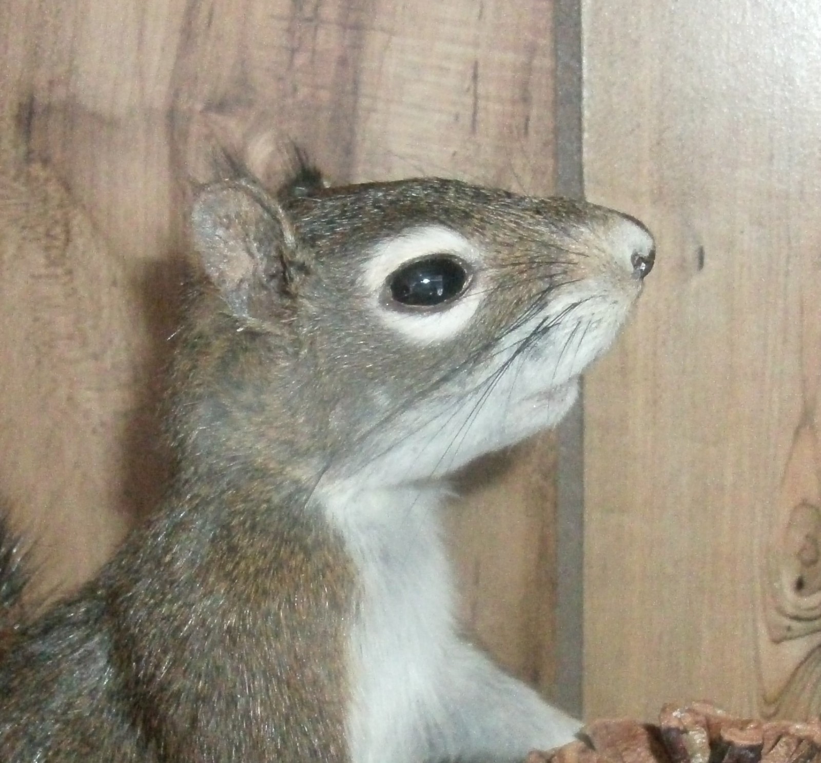 Red Squirrel sitting free-standing taxidermy