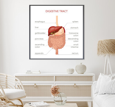 Digestive Tract Vector Print Premium Poster High Quality