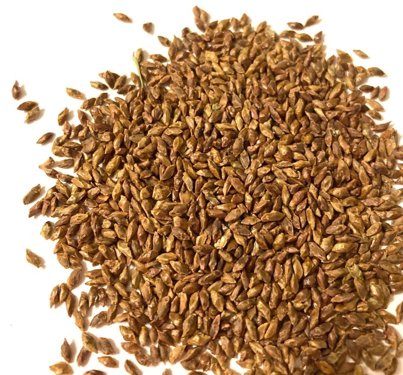 Western Hemlock Seeds Tsuga Heterophylla Tree Seeds With Grow Guide