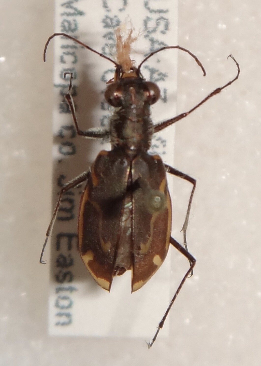 DeliciousTaylormade BeeAroundLil’BEEtle Cleveland museum features beetle collection with Volkswagen